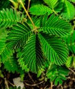 Mimosa pudica leaves growing outside Royalty Free Stock Photo