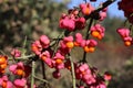 Euonymus europaeus, Celastraceae Royalty Free Stock Photo