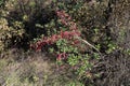 Euonymus europaeus, Celastraceae Royalty Free Stock Photo