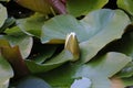 Nymphaea alba, Nymphaeaceae