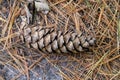Pinus peuce, Pinaceae. Royalty Free Stock Photo