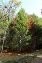 Pinus peuce, Pinaceae. Royalty Free Stock Photo