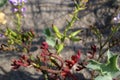 Cakile maritima - Wild plant shot in the spring Royalty Free Stock Photo