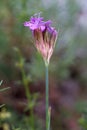 Dianthus pinifolius - Wild plant shot in the spring