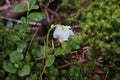 Moneses uniflora - Wild plant shot in the spring Royalty Free Stock Photo