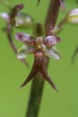 Neottia cordata - Wild plant shot in the spring