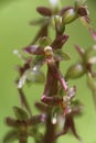 Neottia cordata - Wild plant shot in the spring