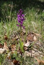 Orchis pinetorum - Wild plant shot in the spring