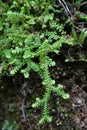 Selaginella helvetica - Wild plant shot in the spring