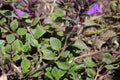 Clinopodium alpinum - Wild plant shot in the summer.