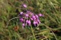 Allium carinatum subsp. carinatum - Wild plant shot in the summer.