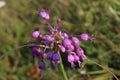 Allium carinatum subsp. carinatum - Wild plant shot in the summer.