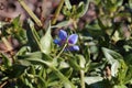 Anagallis foemina, Primulaceae Royalty Free Stock Photo