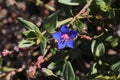 Anagallis foemina, Primulaceae Royalty Free Stock Photo