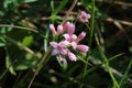 Asperula cynanchica, Rubiaceae