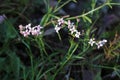 Asperula cynanchica, Rubiaceae