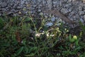 Asperula cynanchica, Rubiaceae