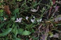 Asperula cynanchica, Rubiaceae