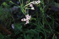 Asperula cynanchica, Rubiaceae