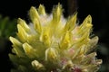 Astragalus alopecurus, Fabaceae Royalty Free Stock Photo