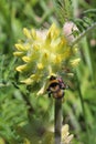 Astragalus alopecurus, Fabaceae Royalty Free Stock Photo