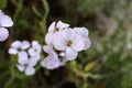 Cakile maritima, Brassicaceae. Royalty Free Stock Photo