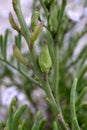 Cakile maritima, Brassicaceae.