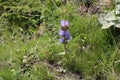 Campanula cervicaria - Wild plant shot in the summer.