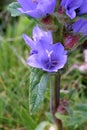 Campanula cervicaria - Wild plant shot in the summer. Royalty Free Stock Photo