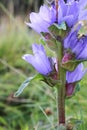 Campanula cervicaria - Wild plant shot in the summer. Royalty Free Stock Photo