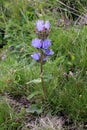 Campanula cervicaria - Wild plant shot in the summer.