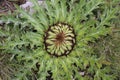 Carlina acanthifolia - Wild plant shot in the summer.