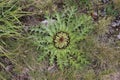 Carlina acanthifolia - Wild plant shot in the summer.