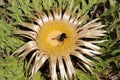 Carlina acanthifolia, Compositae