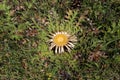 Carlina acanthifolia, Compositae Royalty Free Stock Photo