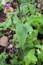 Centaurea indurata - Wild plant shot in the summer.