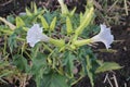 Datura stramonium, Solanaceae.