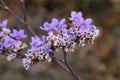 Limonium gmelinii, Plumbaginaceae.