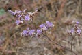 Limonium gmelinii, Plumbaginaceae.