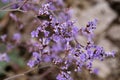 Limonium gmelinii, Plumbaginaceae.