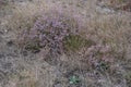 Limonium gmelinii, Plumbaginaceae.