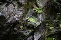 Phegopteris connectilis - Wild plant shot in the summer. Royalty Free Stock Photo