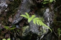 Phegopteris connectilis - Wild plant shot in the summer. Royalty Free Stock Photo