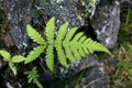 Phegopteris connectilis - Wild plant shot in the summer. Royalty Free Stock Photo