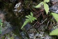 Phegopteris connectilis - Wild plant shot in the summer. Royalty Free Stock Photo