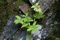 Phegopteris connectilis - Wild plant shot in the summer. Royalty Free Stock Photo