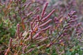 Salicornia europaea, Chenopodiaceae