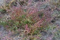 Salicornia europaea, Chenopodiaceae