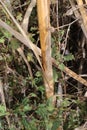 Typha latifolia, Typhaceae