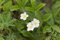 Blooming wild forest strawberries Fragaria vivridis Duch.. View from above